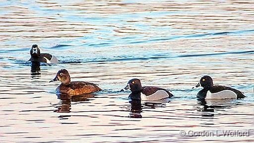 Ring-necked Ducks_DSCF00245.jpg - Ring-necked Ducks (Aythya collaris) photographed along the Rideau Canal Waterway near Smiths Falls, Ontario, Canada.